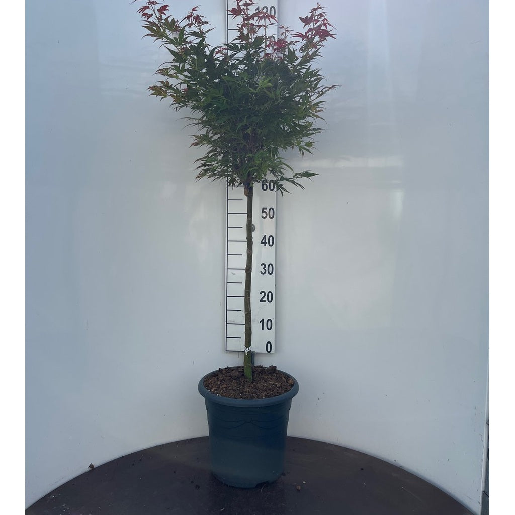 Japansk lönn – Acer pal. 'Aratama' - 60 CM Stem C15